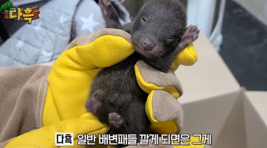 잘못 만지면 진짜 위험한 동물.jpg_3.png