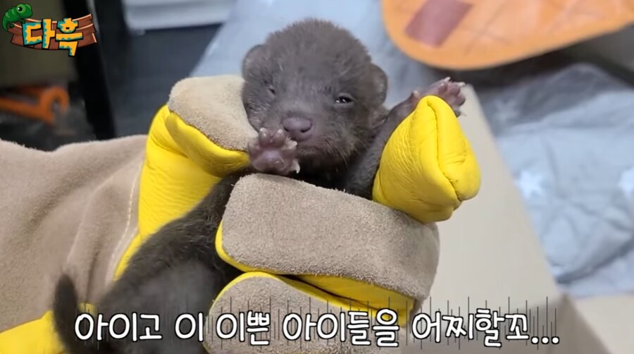 잘못 만지면 진짜 위험한 동물.jpg_4.png