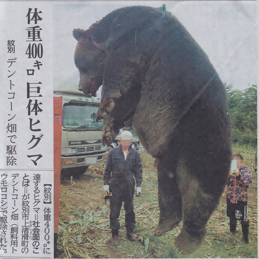 일본곰 크기_1.jpg