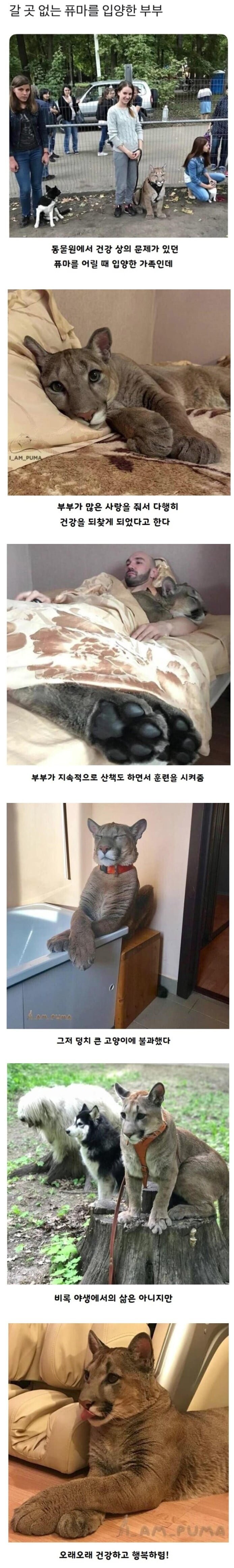 갈 곳 없는 퓨마를 입양한 부부_1.jpg