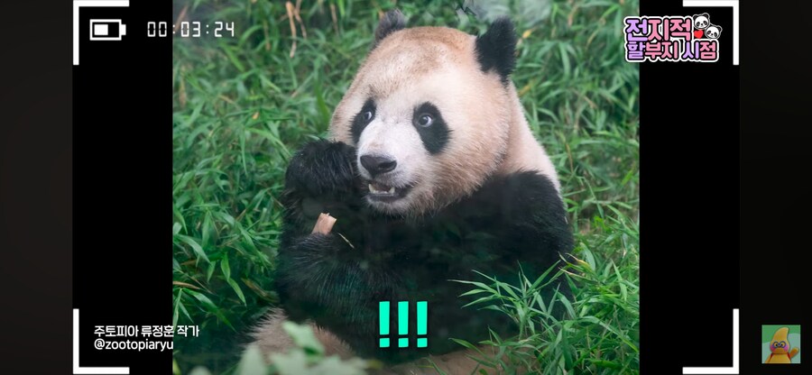 푸바오 동생 루이 특_2.png