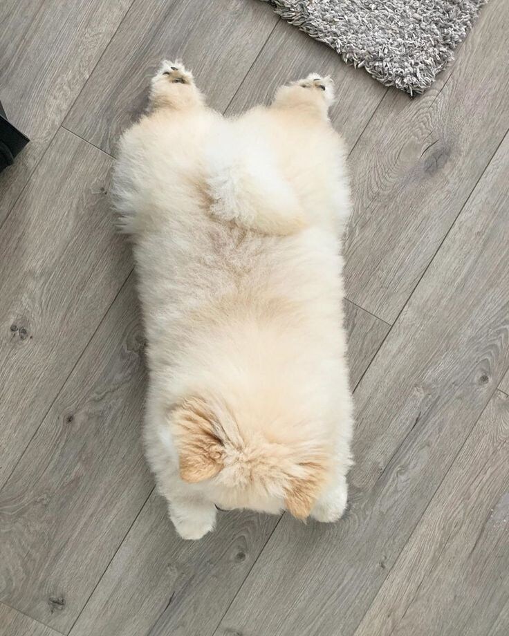 진짜 복슬복슬하게 귀여운 강아지.jpg_7.jpg