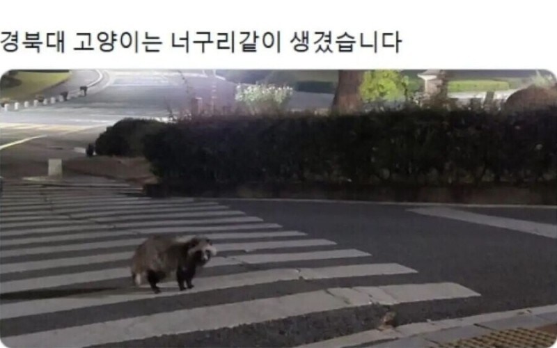 대학별 고양이.jpg_3.jpg