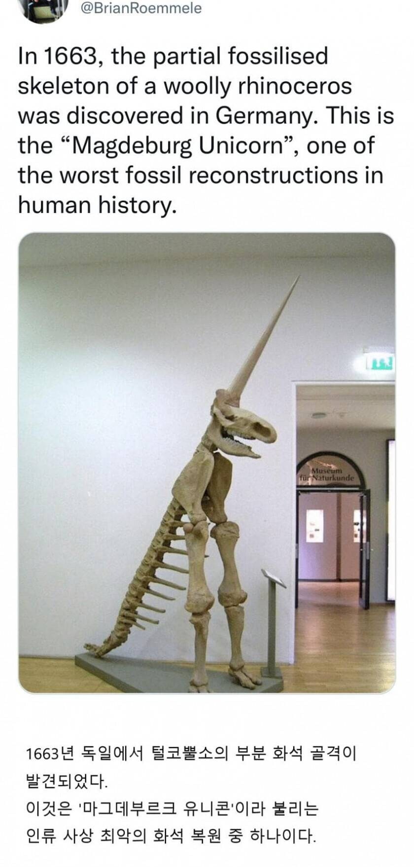 실존하는 유니콘 화석_1.jpg