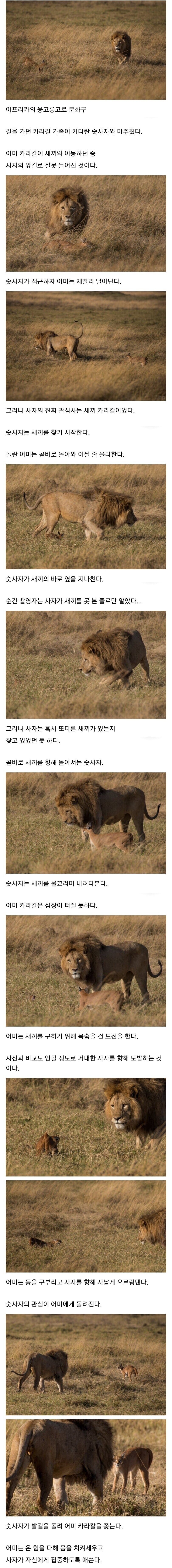평화로운 사바나 프렌즈_1.jpg