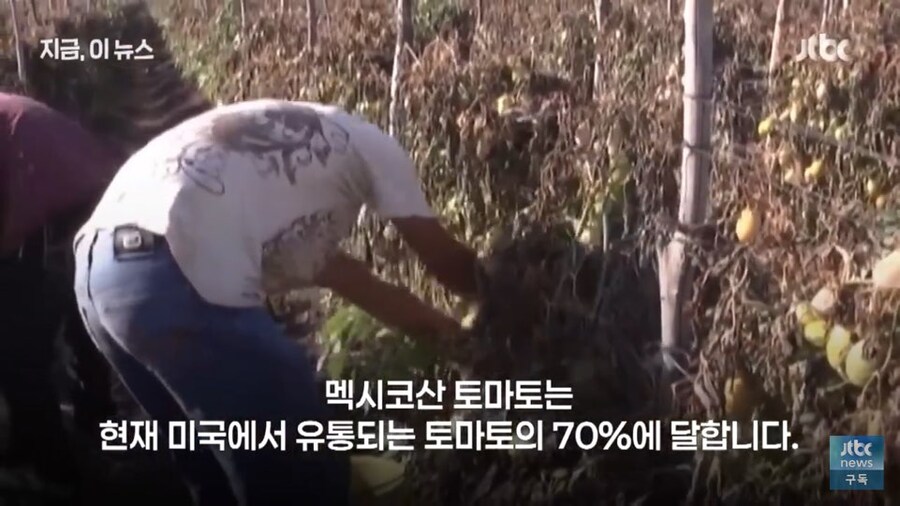 드디어 정상화된 피자를 먹을수 있게된 미국인들 근황_4.jpg