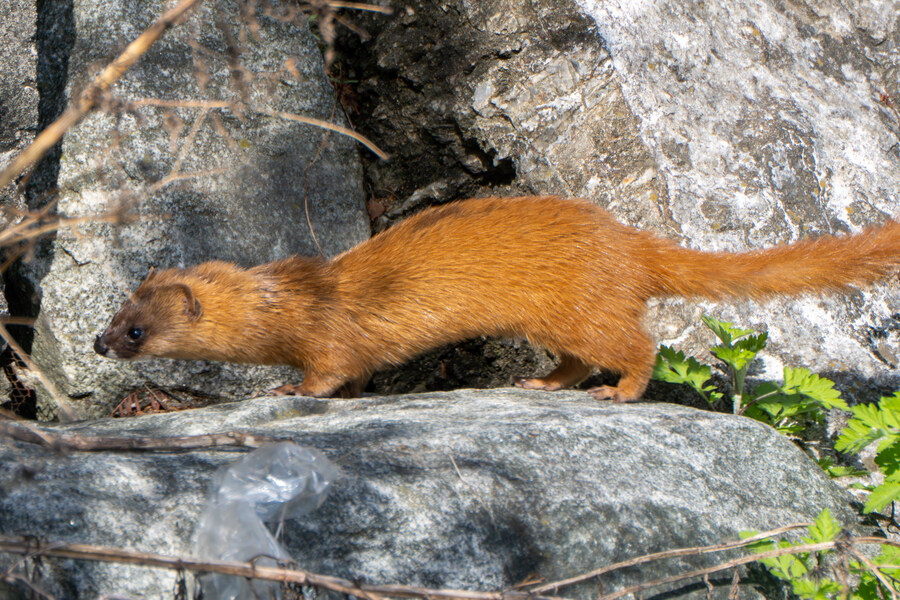 5월, 인천 해안 갯벌 탐조_4.jpg