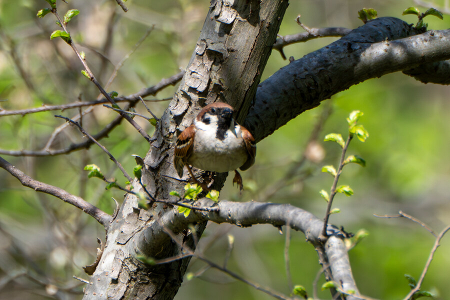 5월, 인천 해안 갯벌 탐조_5.jpg