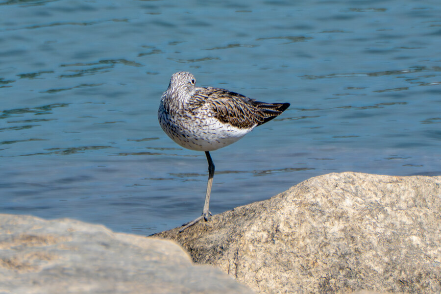 5월, 인천 해안 갯벌 탐조_12.jpg