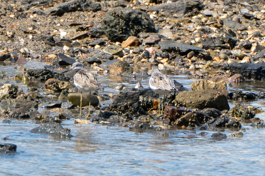 5월, 인천 해안 갯벌 탐조_19.jpg