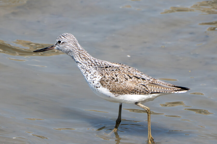 5월, 인천 해안 갯벌 탐조_20.jpg