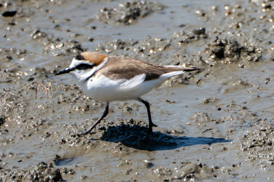 5월, 인천 해안 갯벌 탐조_25.jpg