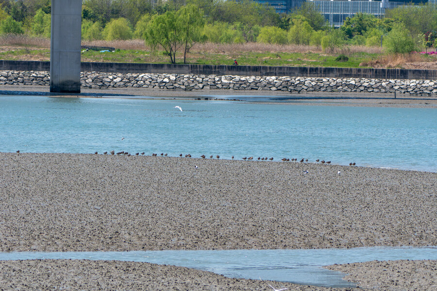 5월, 인천 해안 갯벌 탐조_27.jpg