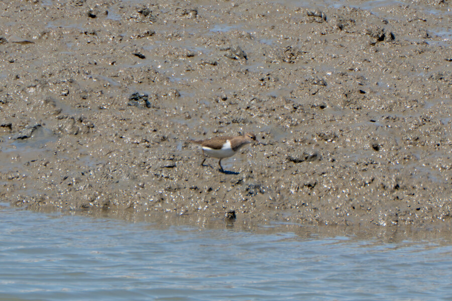 5월, 인천 해안 갯벌 탐조_30.jpg