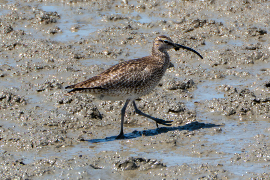 5월, 인천 해안 갯벌 탐조_31.jpg