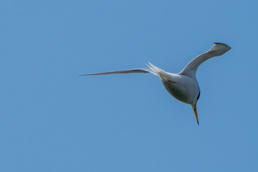 5월, 인천 해안 갯벌 탐조_36.jpg