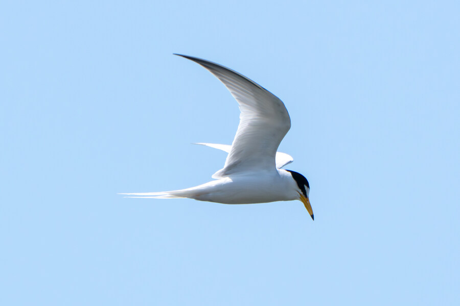 5월, 인천 해안 갯벌 탐조_40.jpg