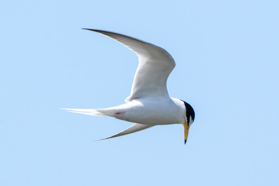 5월, 인천 해안 갯벌 탐조_41.jpg