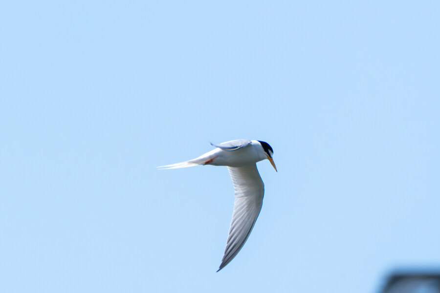 5월, 인천 해안 갯벌 탐조_43.jpg