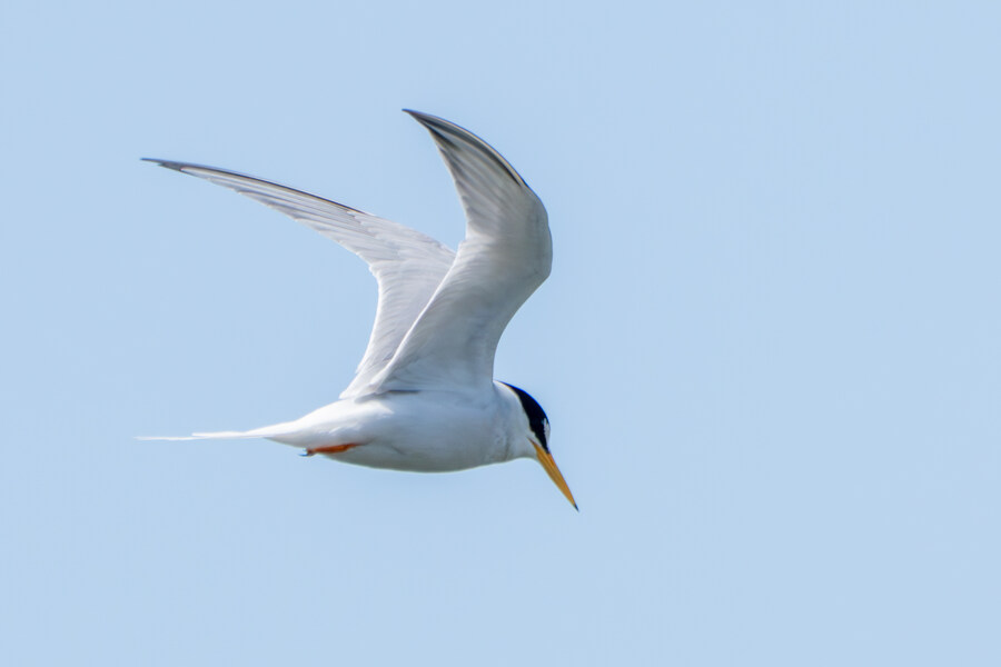 5월, 인천 해안 갯벌 탐조_45.jpg