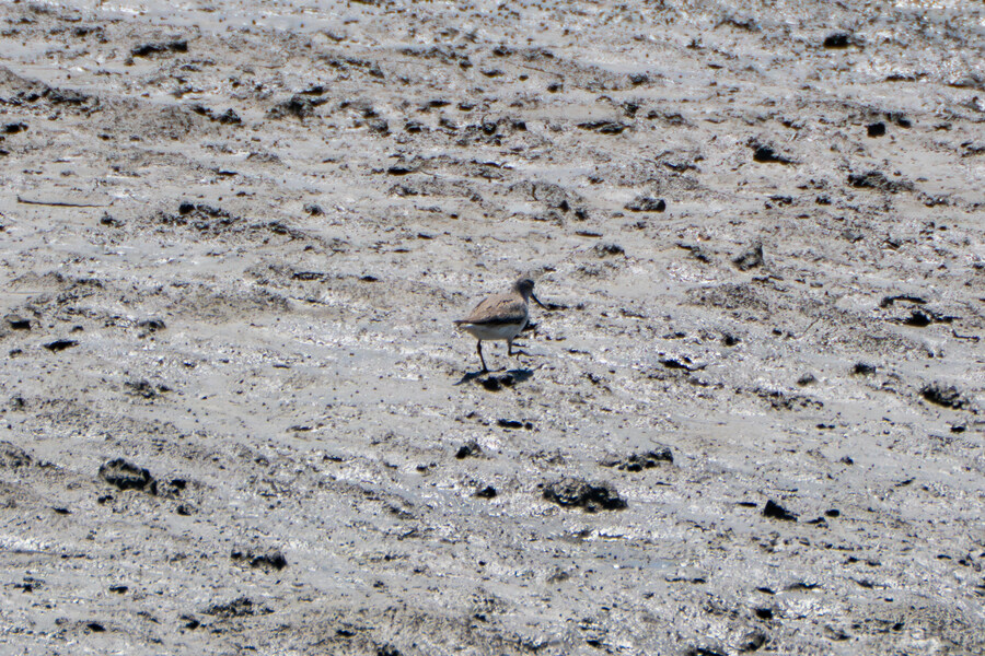 5월, 인천 해안 갯벌 탐조_62.jpg