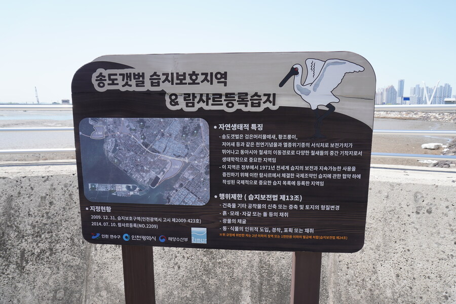 5월, 인천 해안 갯벌 탐조_60.jpg