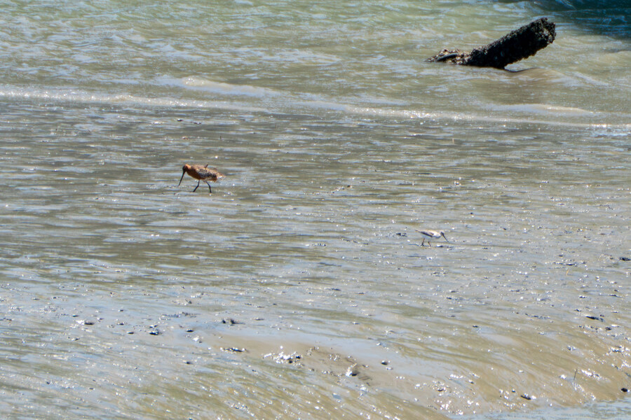 5월, 인천 해안 갯벌 탐조_65.jpg