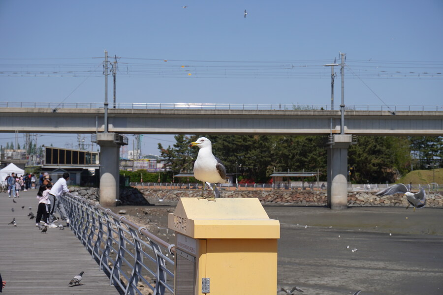 5월, 인천 해안 갯벌 탐조_71.jpg