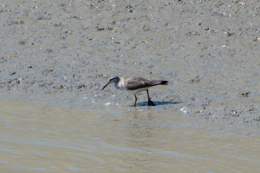 5월, 인천 해안 갯벌 탐조_74.jpg