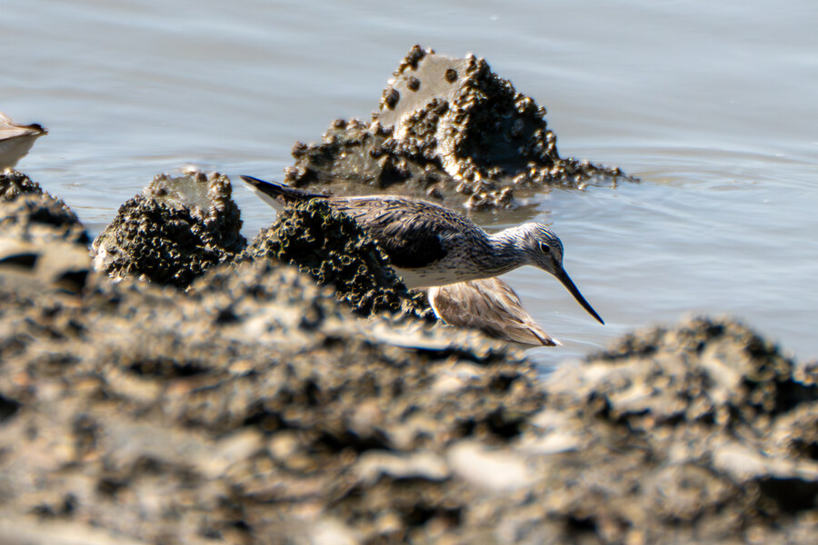 5월, 인천 해안 갯벌 탐조_80.jpg