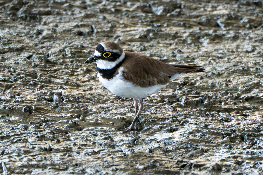 5월, 인천 해안 갯벌 탐조_87.jpg