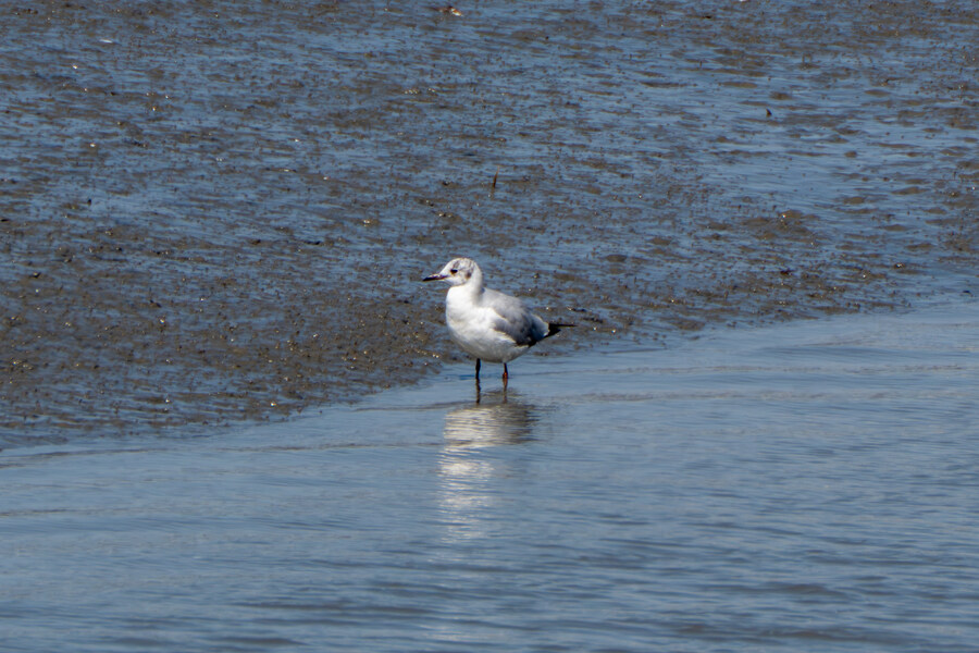 5월, 인천 해안 갯벌 탐조_88.jpg