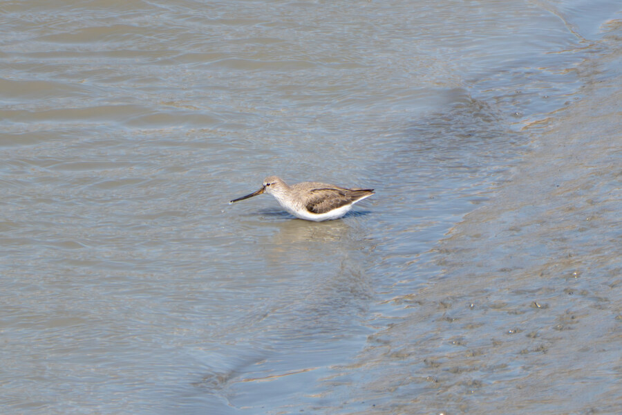 5월, 인천 해안 갯벌 탐조_94.jpg