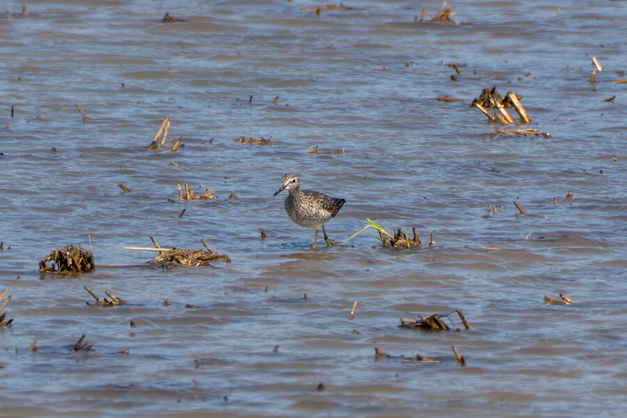 5월, 인천 해안 갯벌 탐조_106.jpg