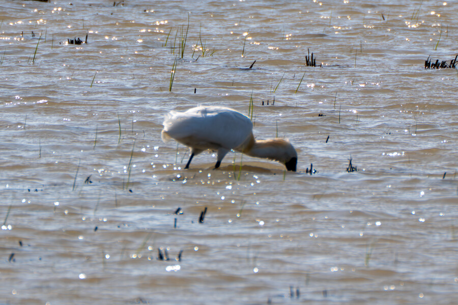 5월, 인천 해안 갯벌 탐조_109.jpg