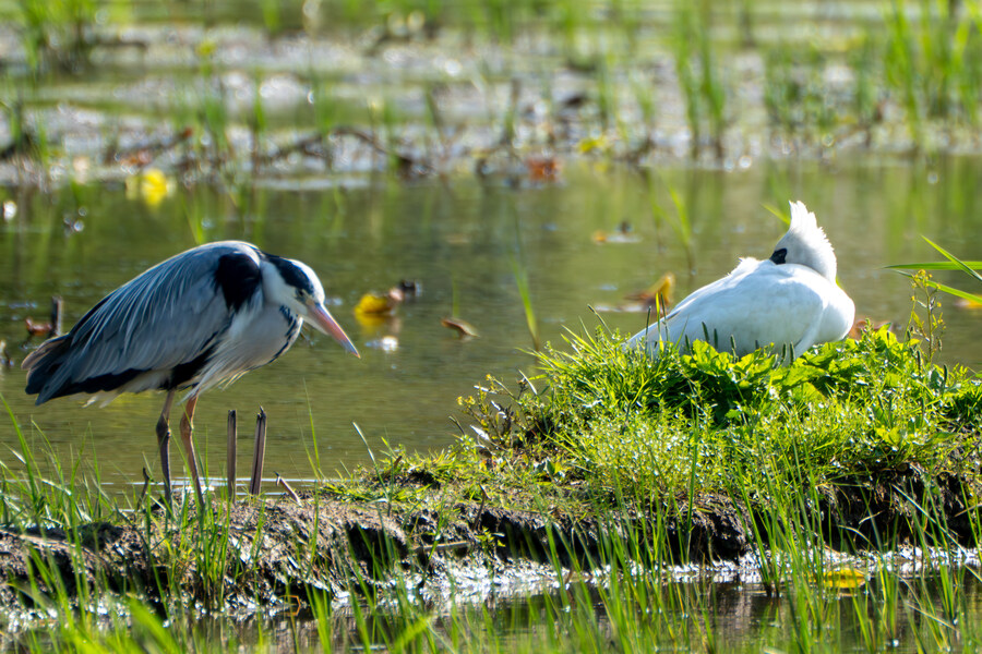 5월, 인천 해안 갯벌 탐조_114.jpg