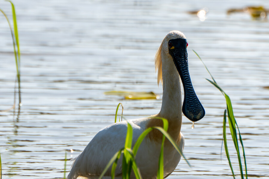 5월, 인천 해안 갯벌 탐조_116.jpg