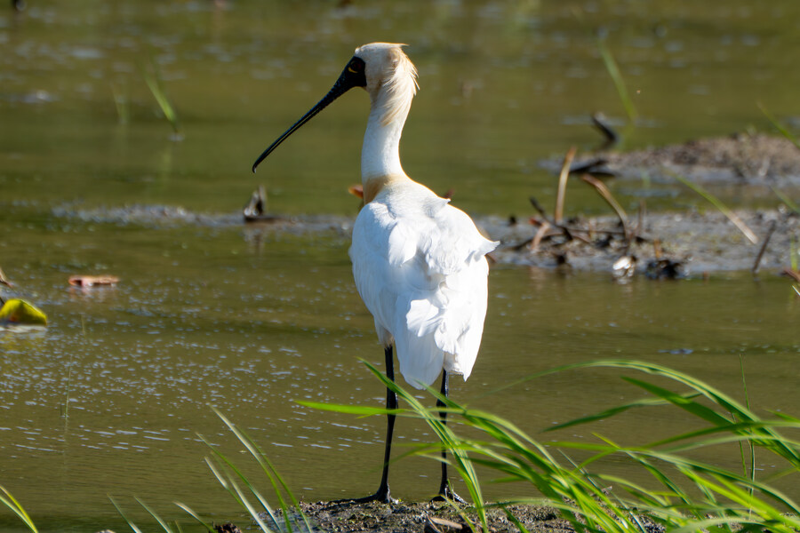 5월, 인천 해안 갯벌 탐조_119.jpg