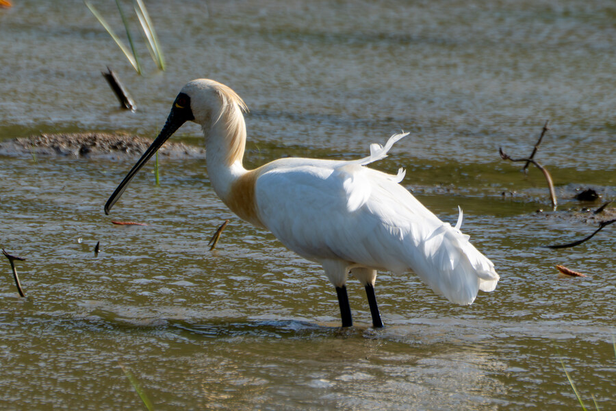 5월, 인천 해안 갯벌 탐조_120.jpg