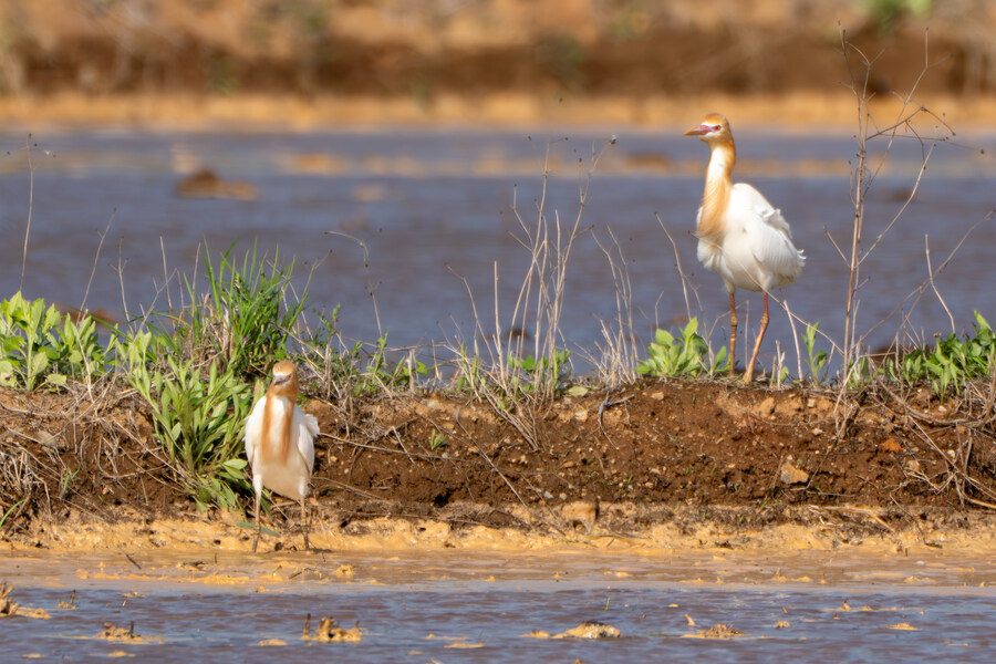 5월, 인천 해안 갯벌 탐조_125.jpg