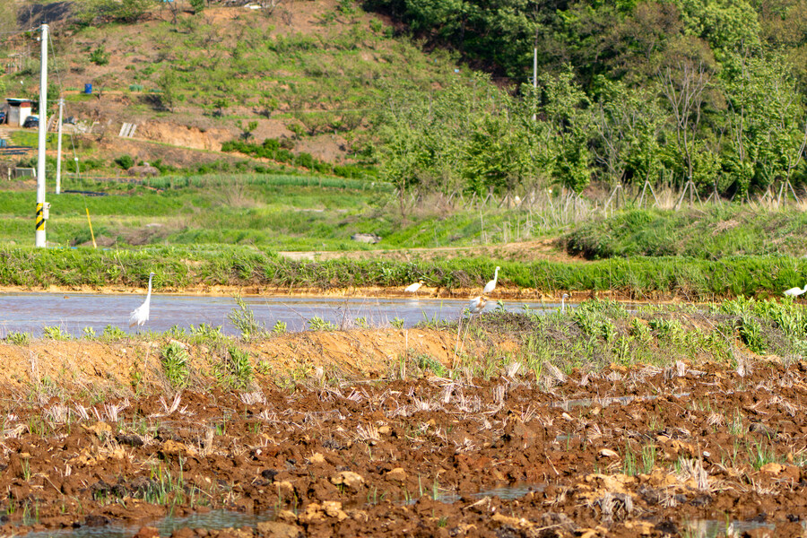 5월, 인천 해안 갯벌 탐조_127.jpg