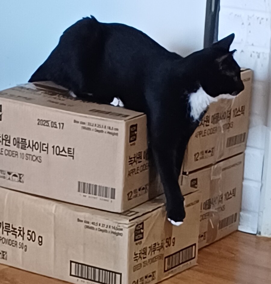 우리집 막내 고우앵ㅇ이 cat_2.jpg