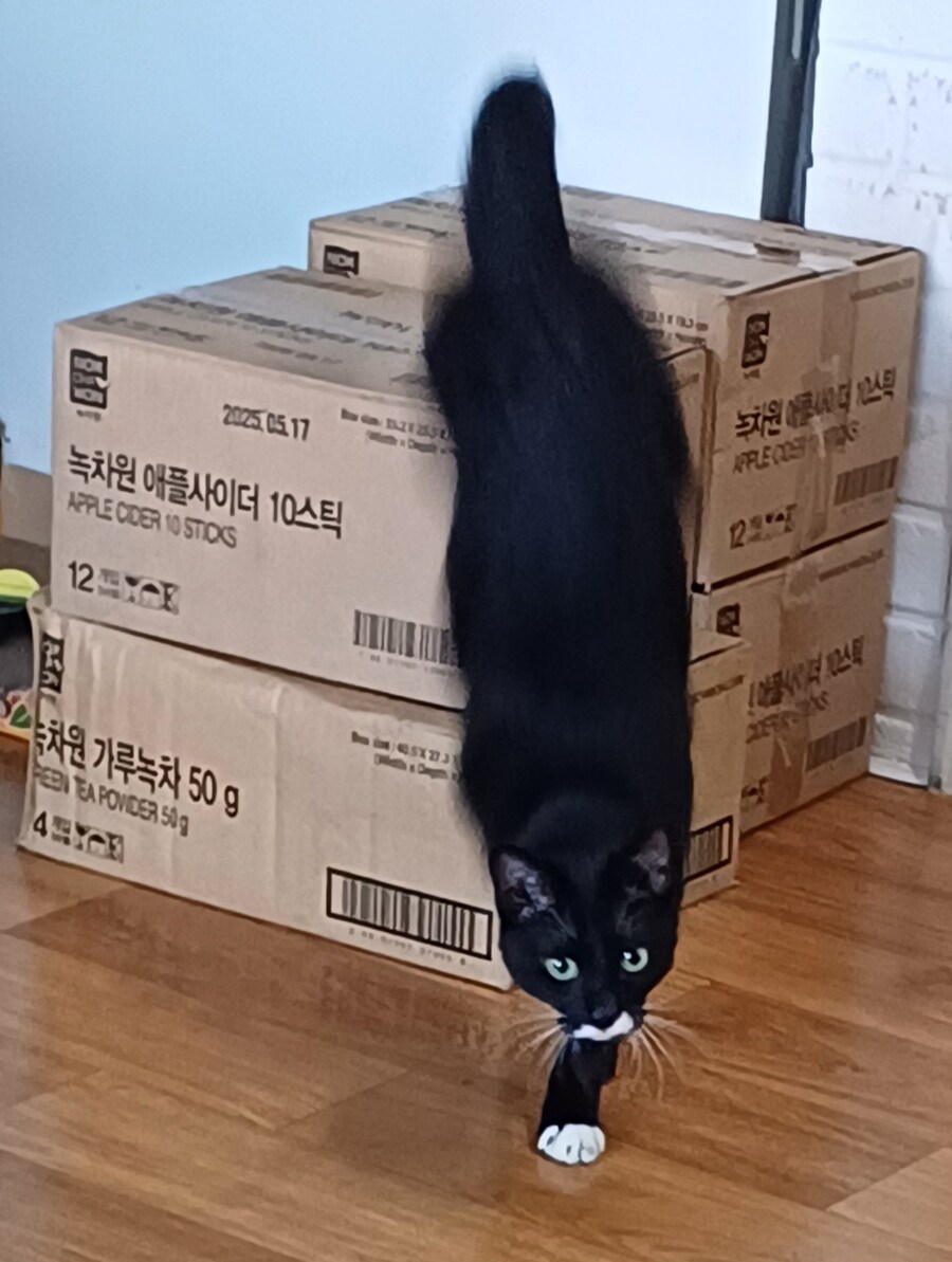 우리집 막내 고우앵ㅇ이 cat_4.jpg