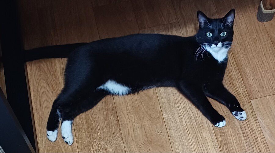 우리집 막내 고우앵ㅇ이 cat_5.jpg