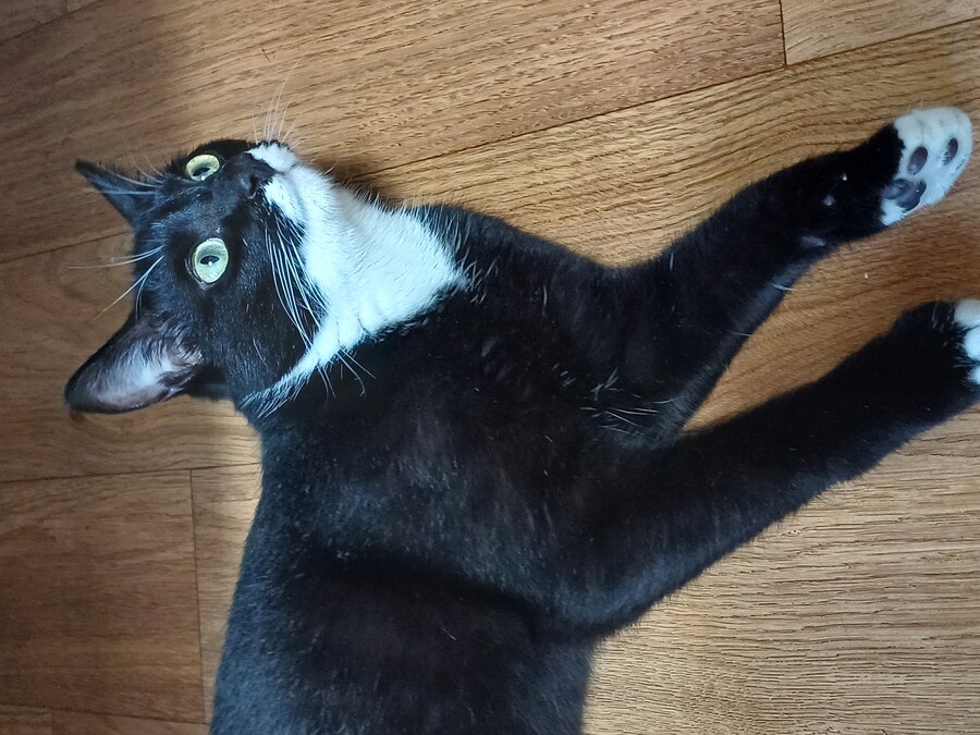 우리집 막내 고우앵ㅇ이 cat_7.jpg