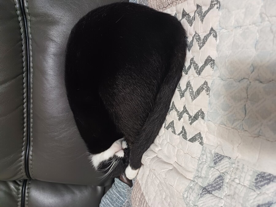 우리집 막내 고우앵ㅇ이 cat_12.jpg