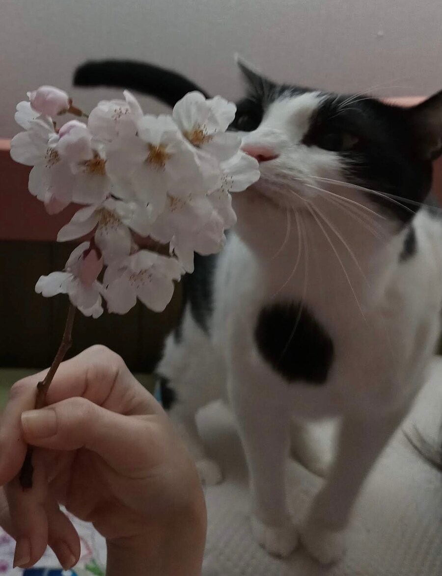 우리집 강아지 보고 가셈_2.png