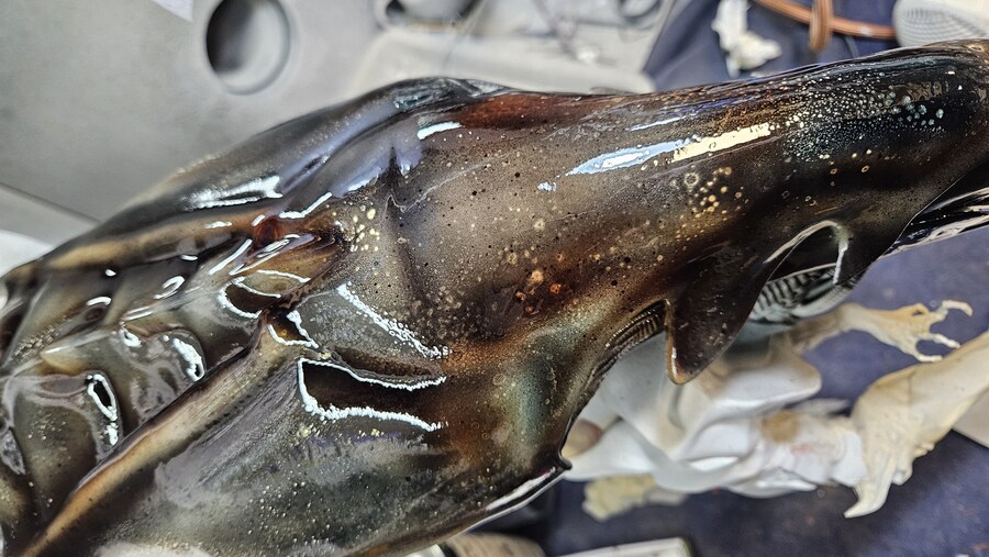 에이리언 퀸 [엠프레스]_18.jpg