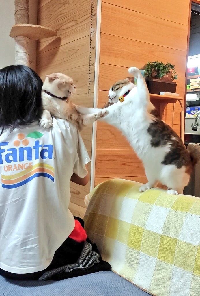 이 암코양이가!_1.jpg
