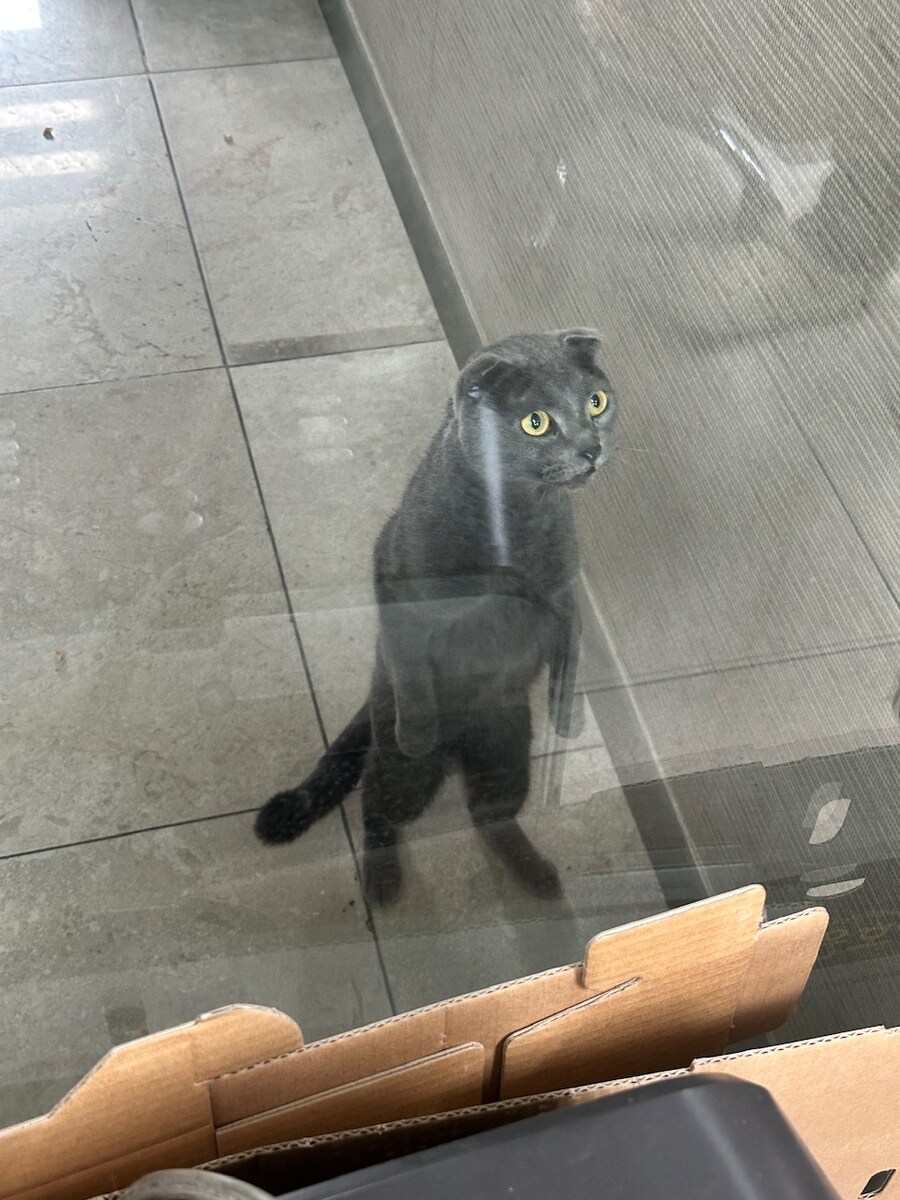 어제 회사 뒤마당에서 주은 냥이 후기.hugi_1.jpg